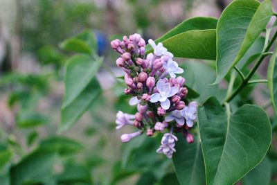 Close-up of pink flowering plant