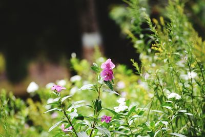 Close-up of flowers blooming outdoors