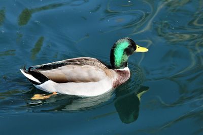 High angle view of duck swimming in lake