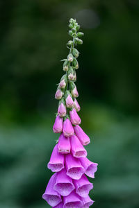 digitalis