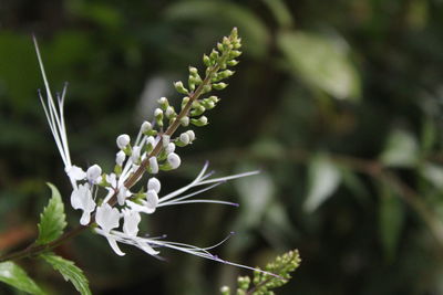 Close-up of flowering plant