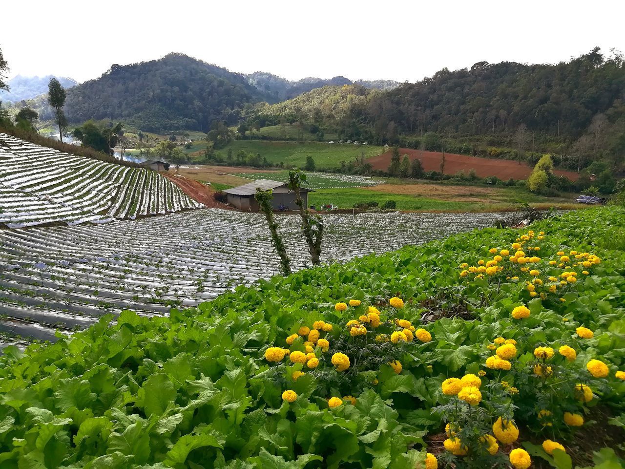 YELLOW FLOWERS GROWING IN FARM