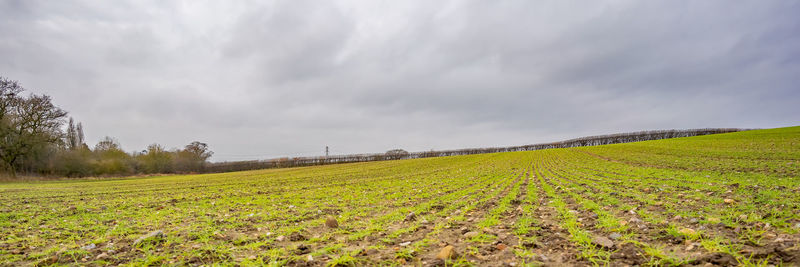 Scenic view of agricultural field against sky