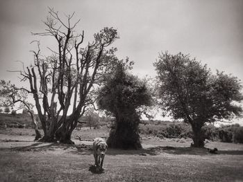 Man with dog standing by tree against sky