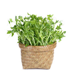 Close-up of fresh green plant against white background