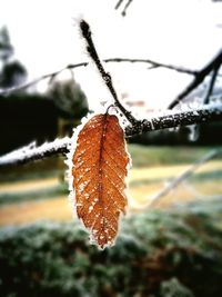 Close-up of frozen dry leaf during winter