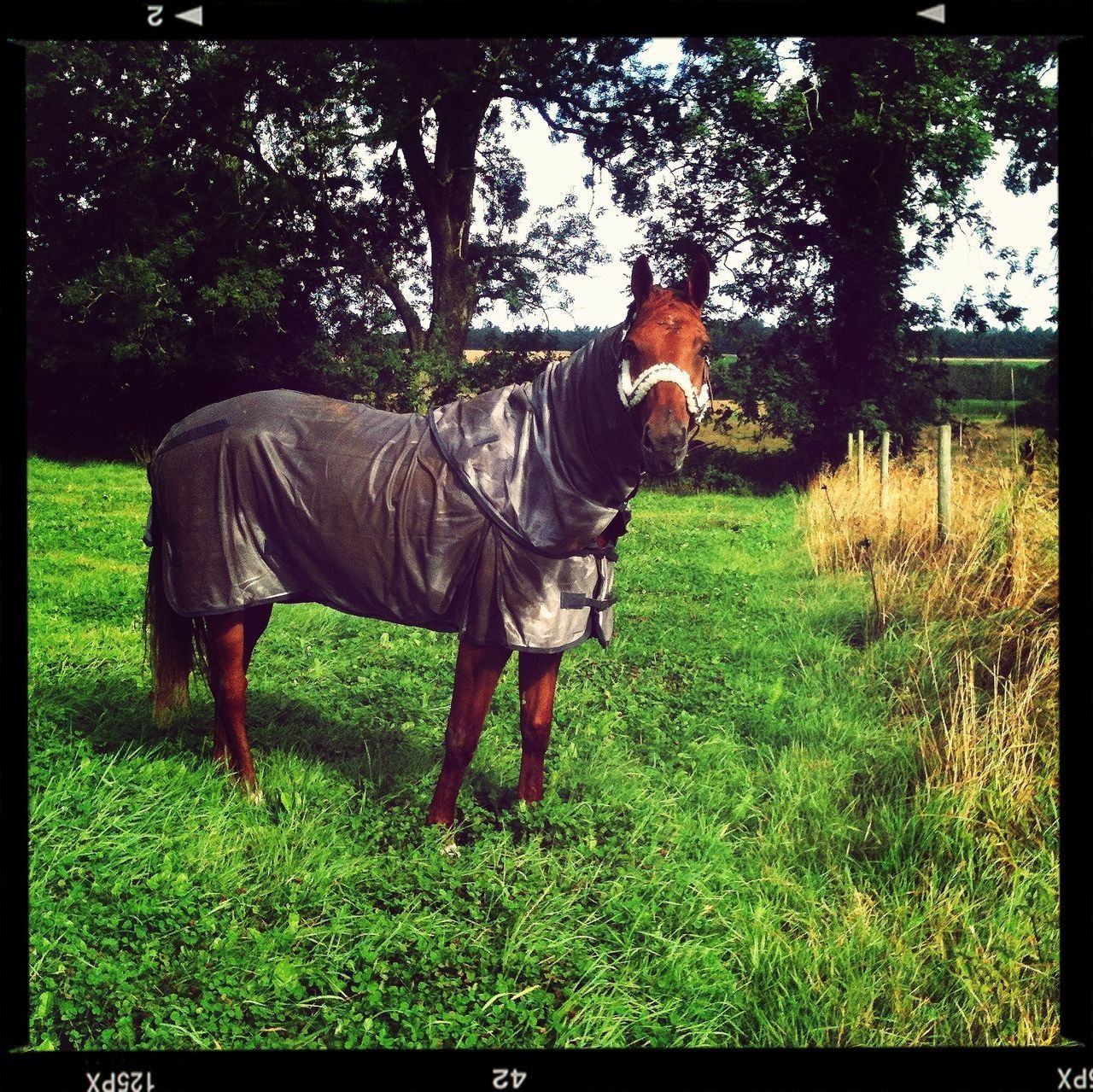 domestic animals, horse, mammal, animal themes, full length, one animal, tree, grass, field, transfer print, standing, auto post production filter, livestock, working animal, dog, lifestyles, pets, men