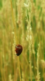 Close-up of insect on grass