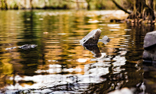 Close-up of ducks in lake