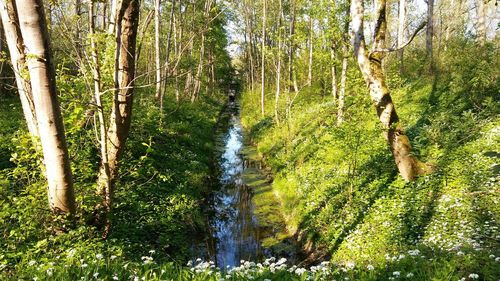 Stream flowing through forest