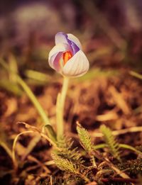 Close-up of plant against blurred background