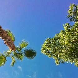 Low angle view of trees against blue sky