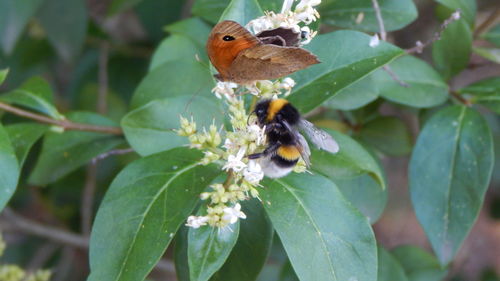 Close-up of bee on flower