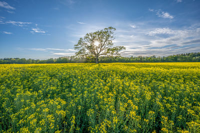 Magnificent oak in a meadow