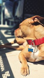 Close-up of a dog looking away