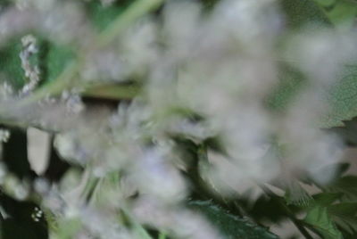 Close-up of plants during winter