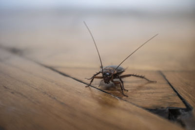 Close-up of insect on table