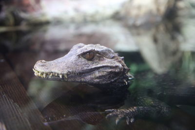 Close-up of alligator in lake