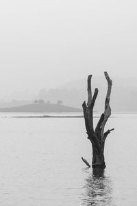 Bare tree by sea against sky