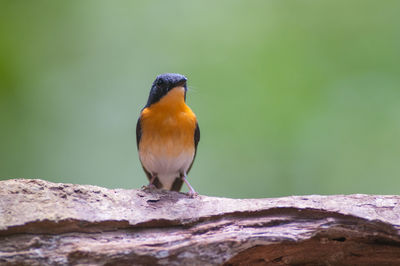 Close-up of bird perching