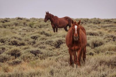 Horses in a field