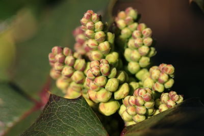 Close-up of berries growing on plant