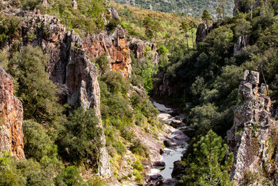 Scenic view of waterfall along trees