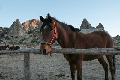 Horse standing against clear sky