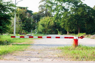 Rear view of person on road by trees