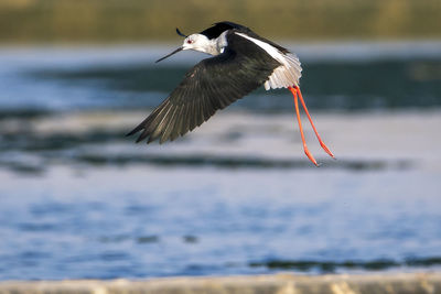 Bird flying over sea