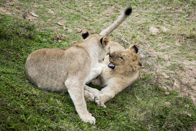 Lion cubs playing on grassy field