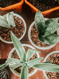 High angle view of potted plant for sale in market