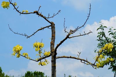 Low angle view of flowering plants against sky