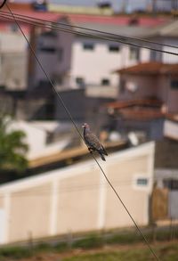 Bird perching on a building