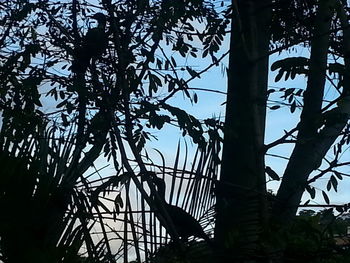 Low angle view of silhouette trees in forest against sky