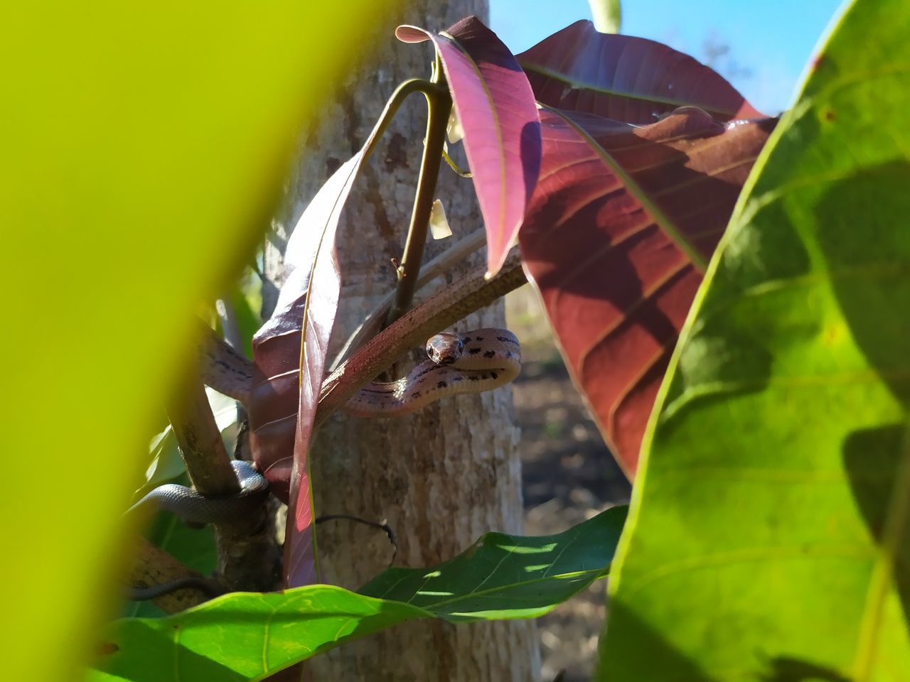 CLOSE-UP OF BIRD PERCHING ON PLANT LEAVES