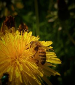 Close-up of bee pollinating on yellow flower