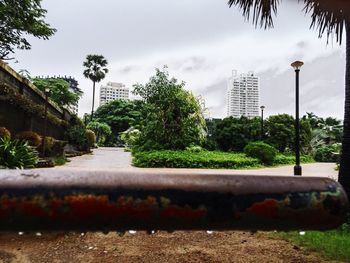 Trees in park against sky