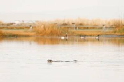 Ducks swimming in lake