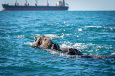 High angle view of seal swimming in sea