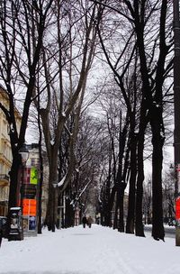 Snow covered road along trees