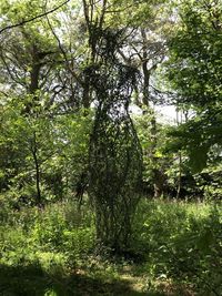 Trees growing in forest