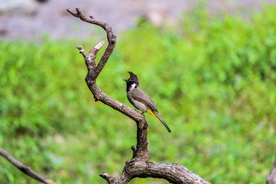 Close-up of bird perching on branch