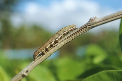 Close-up of insect on plant