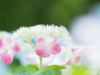 Close-up of pink flower