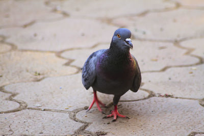 High angle view of pigeon perching on footpath