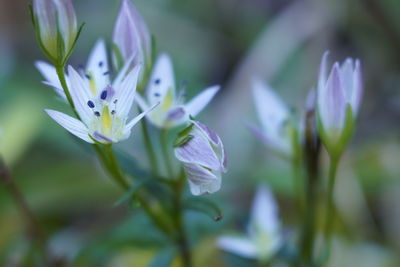 Close-up of purple flowering plant