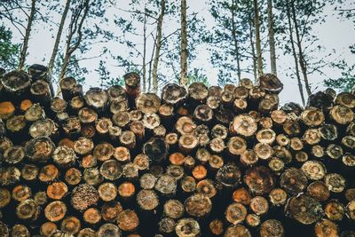 Stack of logs in forest