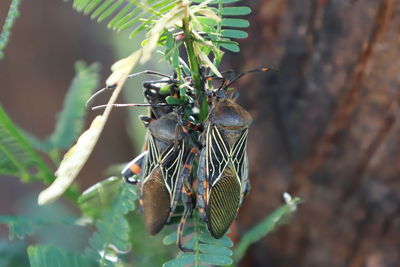 Close-up of butterfly on plant