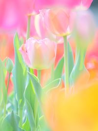 Close-up of pink tulip